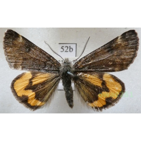 Boudinotiana notha (Hübner, 1803) Czech52b